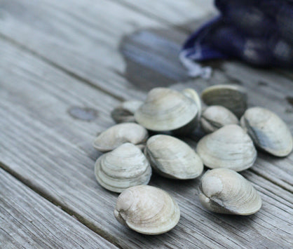Wellfleet Little Neck Clams