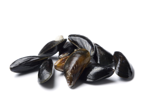 Maine Mussels (Sold by each)